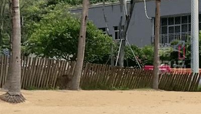 “没想到海里会有野猪！”广东一女子被撞致骨折，淡定回应：这经历够吹一辈子