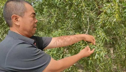 环着沙漠看新疆｜从“经验种植”到“智能种植”