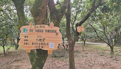 茂名荔枝定制“火”了鲜果“旺”了文旅