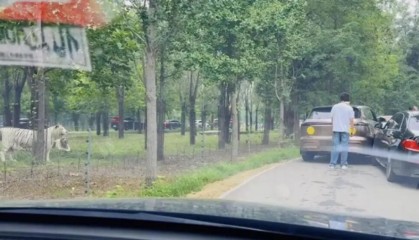 两台车在秦皇岛野生动物园猛兽区剐蹭，车主下车沟通老虎一旁围观？园区回应