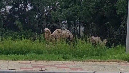 “瘦骨”骆驼1死1萎靡，其主人：愿低价转让