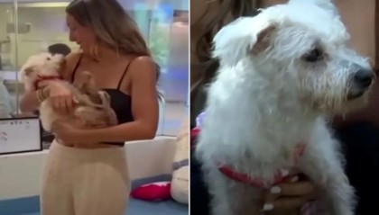 爱犬失踪4年奇迹返家，主人泪崩，曾收到陌生人致电称狗死了