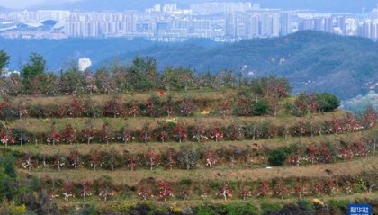 【高质量发展看陕西】“上天”的延安苹果，蕴藏哪些新质生产力