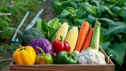 从田间到餐桌的供应链革命