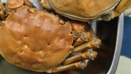 南京法院直播卖的螃蟹到货了，上海市民晒单“母蟹黄蛮多”