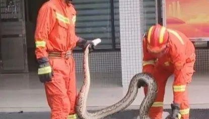 清远一蟒蛇试图捕食小狗被发现