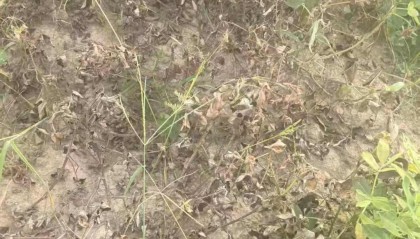 “损失1万多！”湖南女子称自家2亩菜地被人投毒，警方：已送检，正调查