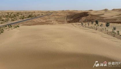 环着沙漠看新疆丨沙生植物种出生态经济双赢