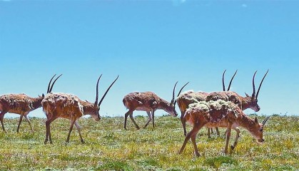 着力构建以国家公园为主体的自然保护地体系—守护好西藏的生灵草木、万水千山