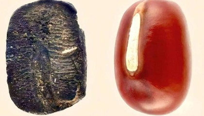 比炎黄传说还早4000年，重大考古发现：山东发现45粒9000年前炭化小豆