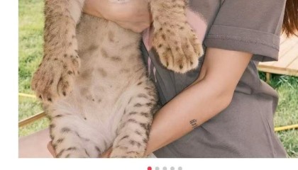 山西一饭店推千元下午茶可与非洲狮互动，当地林草局回应