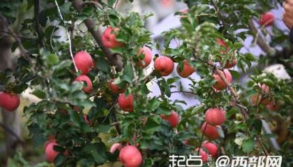 延安市安塞区南沟村：山沟沟里的苹果别样红